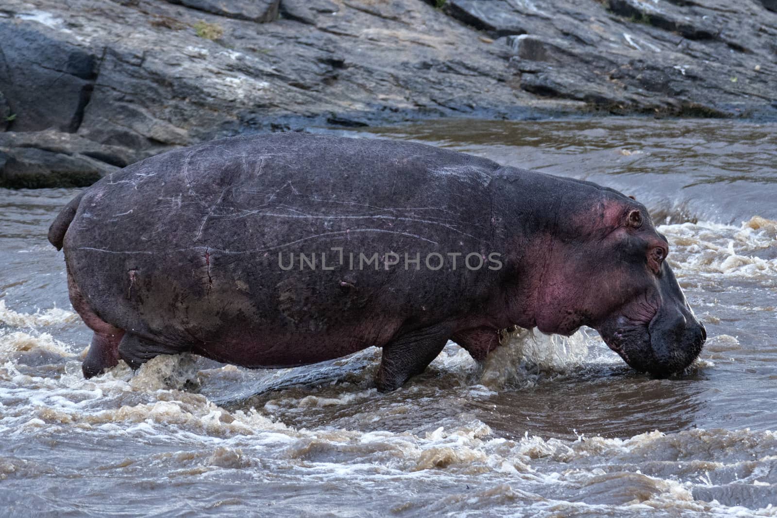 Adult hippo (Hippopotamus amphibius kiboko) crossing Mara river, Masai Mara National Park, Kenya