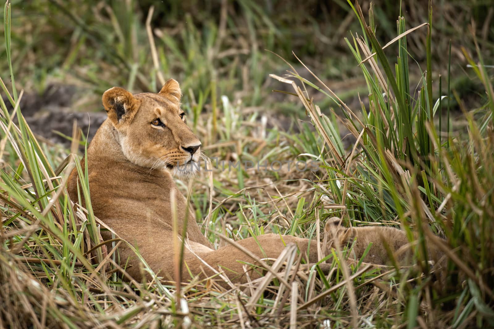 African lioness with her cub resting in grass , Masai Mara National reserve, kenya