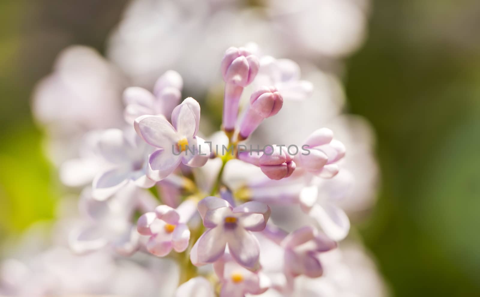 Light pink lilac branch on green leaves in spring closeup