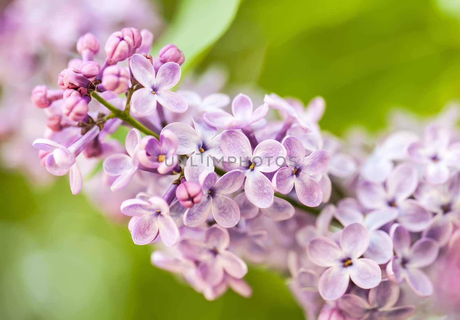 Pink lilac branch on green leaves in spring closeup by RawGroup