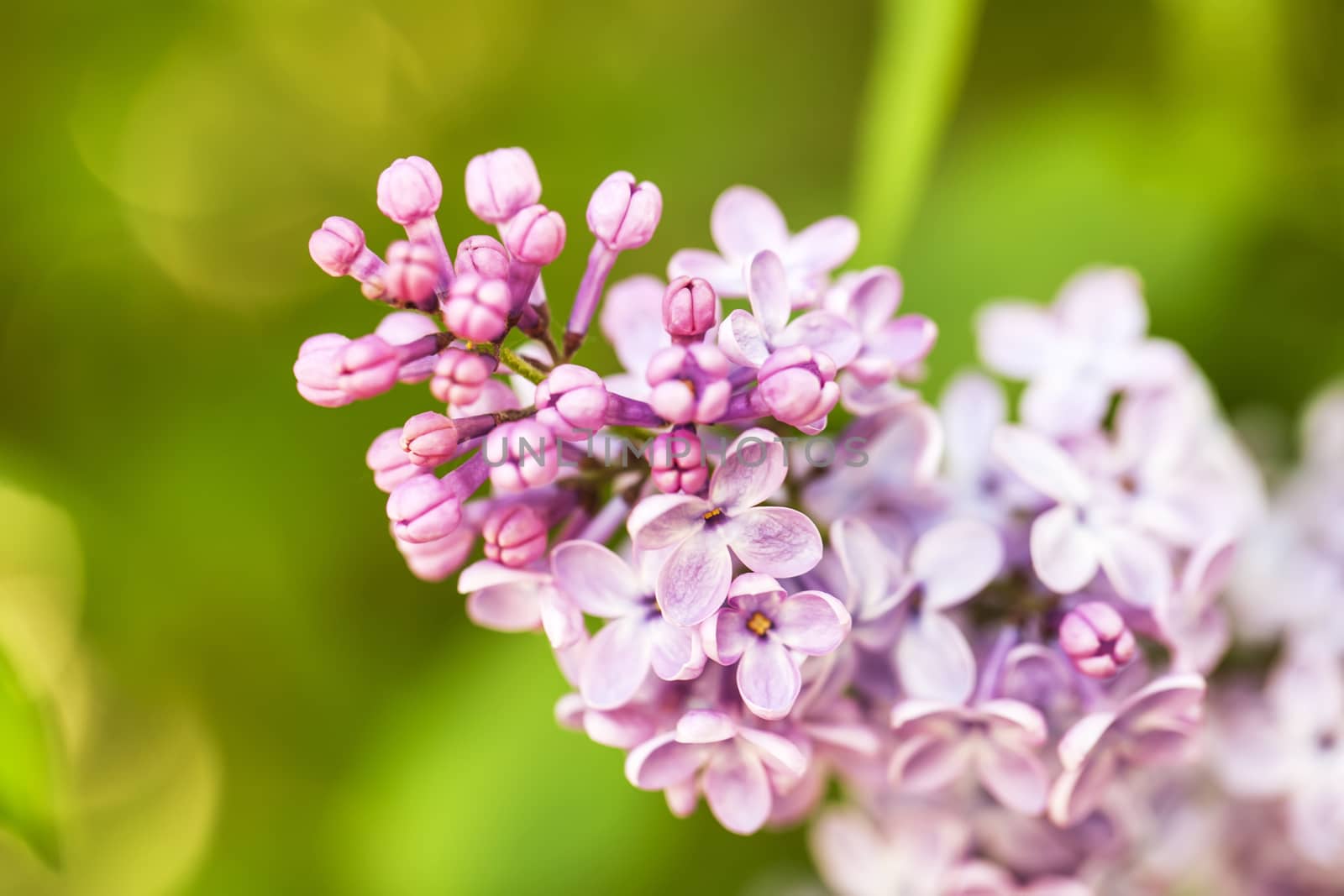 Pink lilac branch on green leaves in spring macro by RawGroup