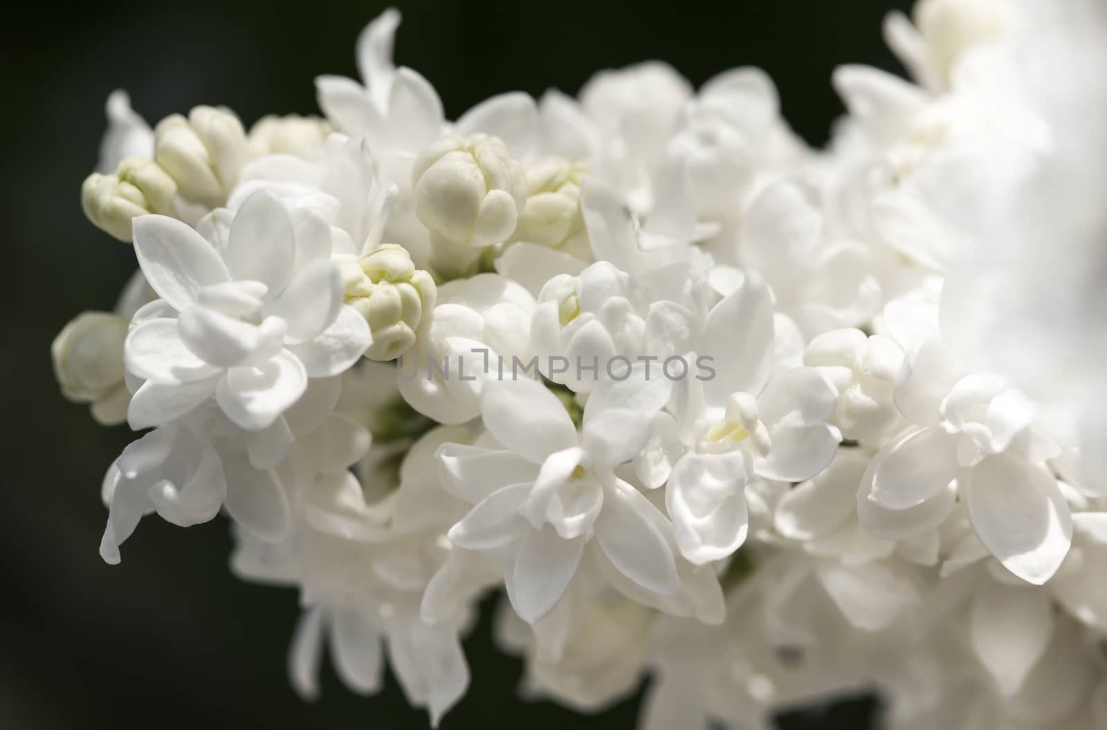 White lilac branch on dark background closeup by RawGroup