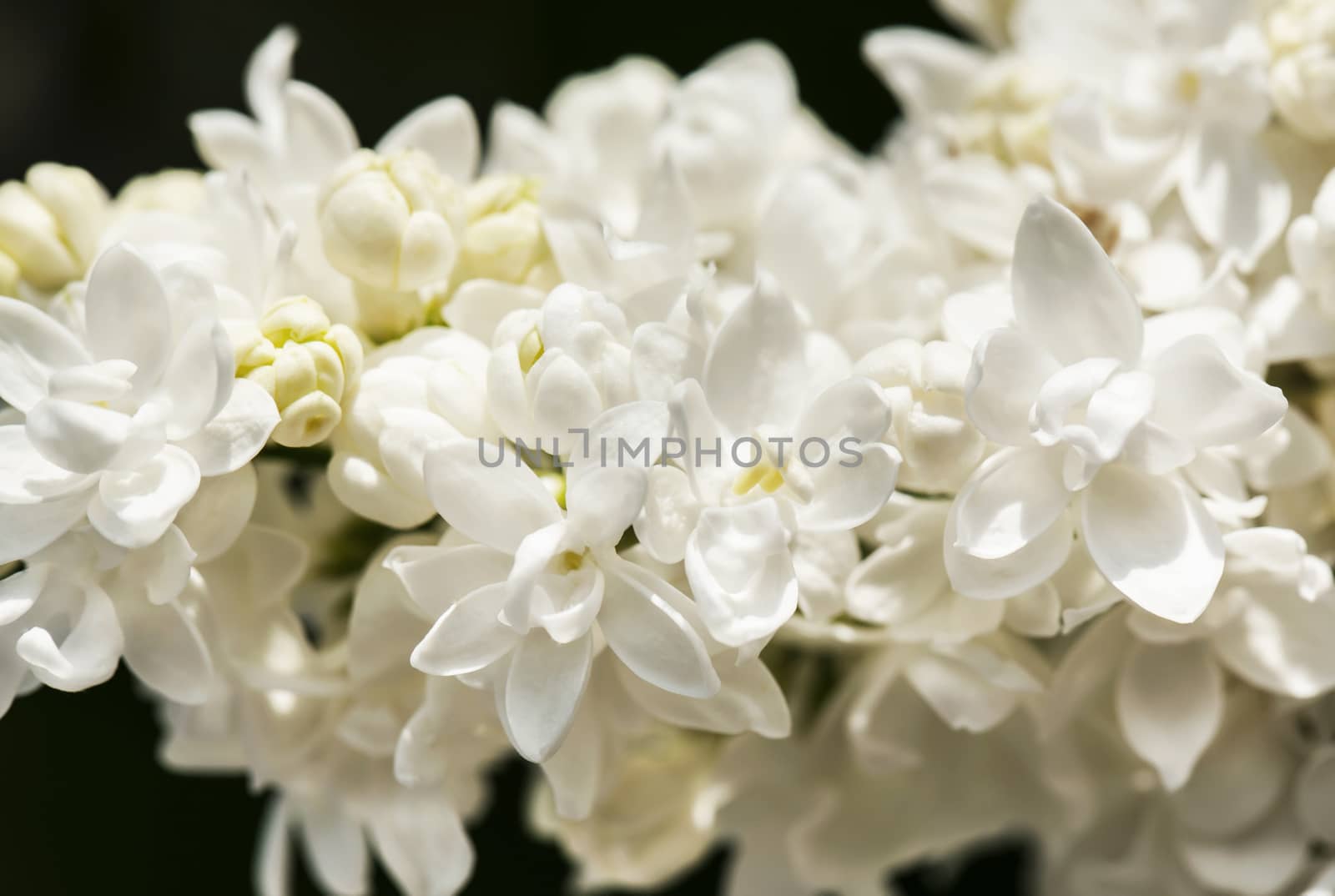 White lilac branch on dark background in spring closeup by RawGroup