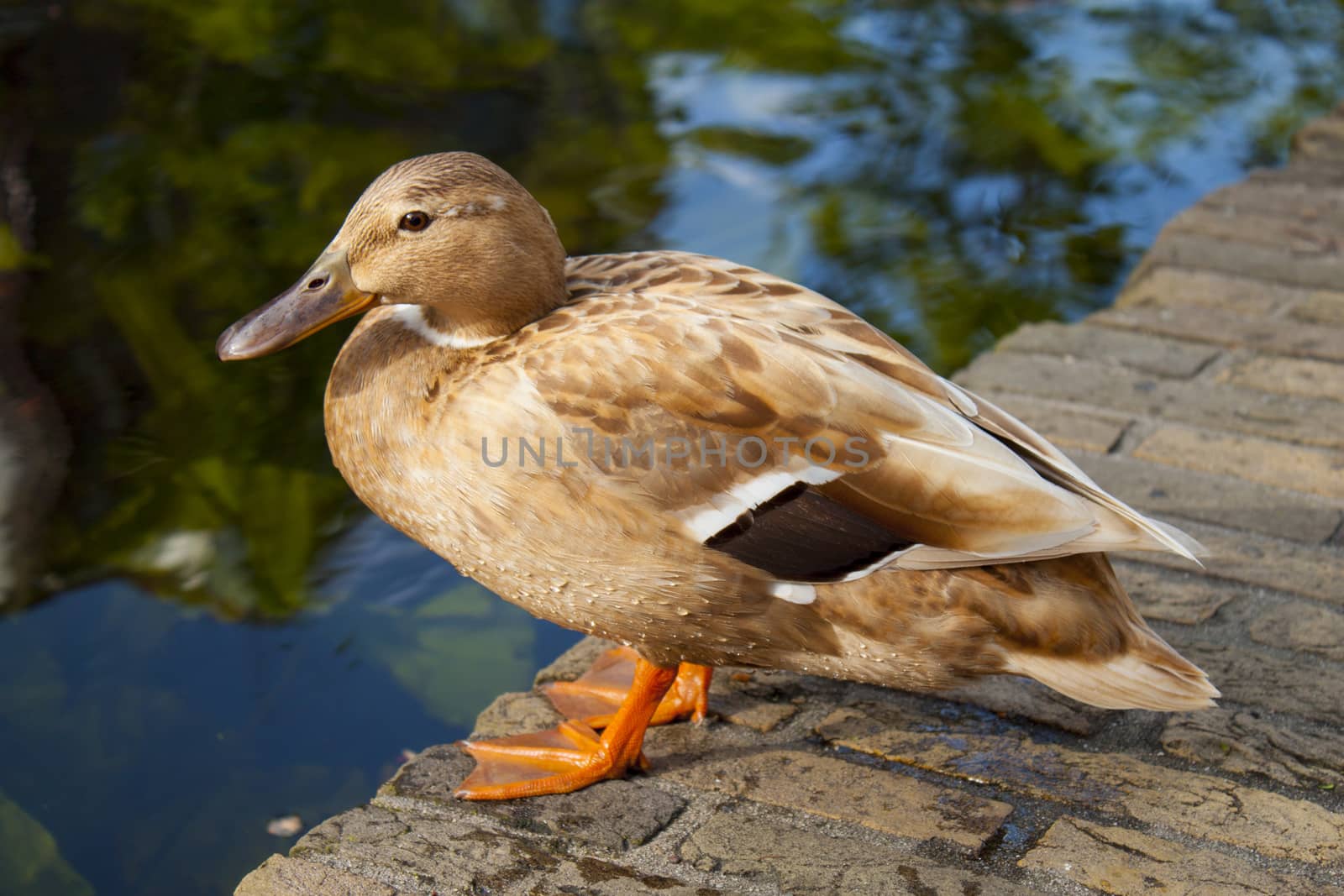 light brown duck sitting on bricks near canal