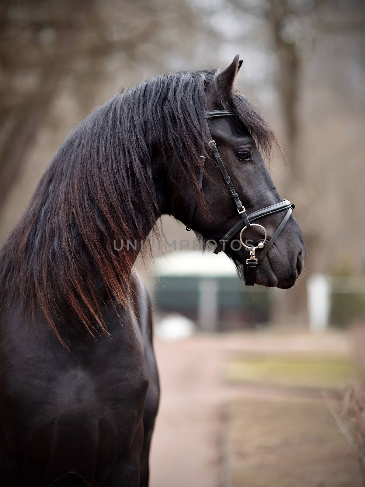 Black stallion. Portrait of a sports black horse. Thoroughbred horse. Beautiful horse. Sports horse.