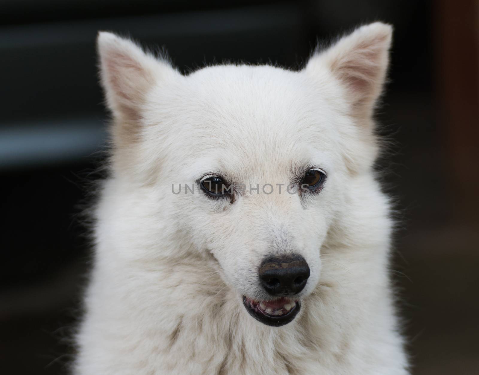 Portrait of a cute shih tzu breed dog