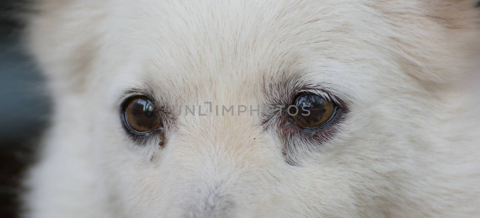 Eye of a cute shih tzu breed dog