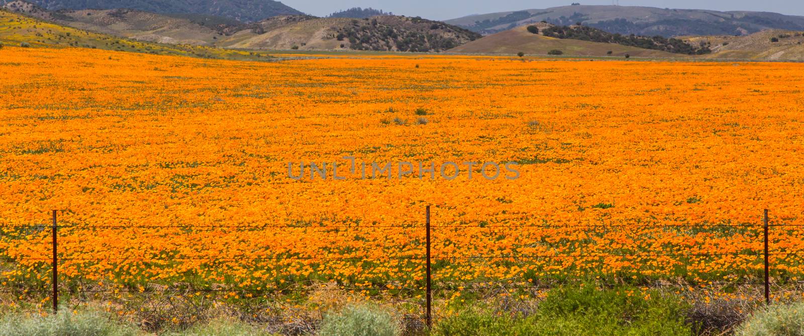 Poppies of Antelope Valley by wolterk