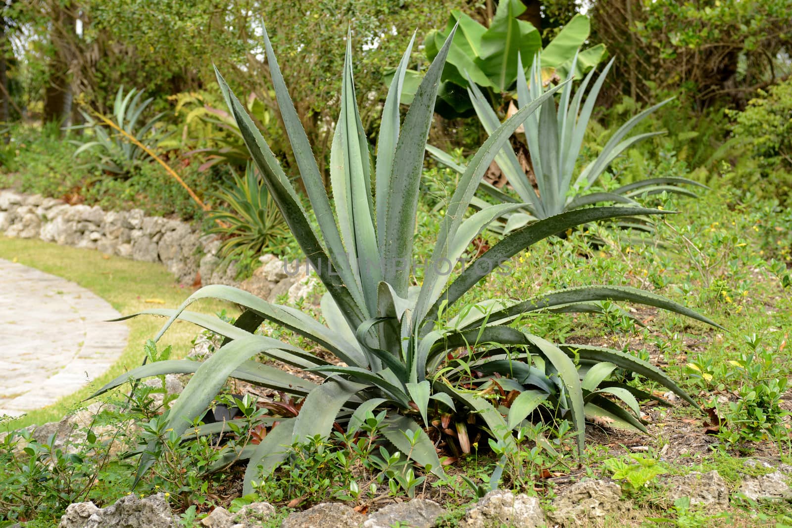 blue agave plant by ftlaudgirl