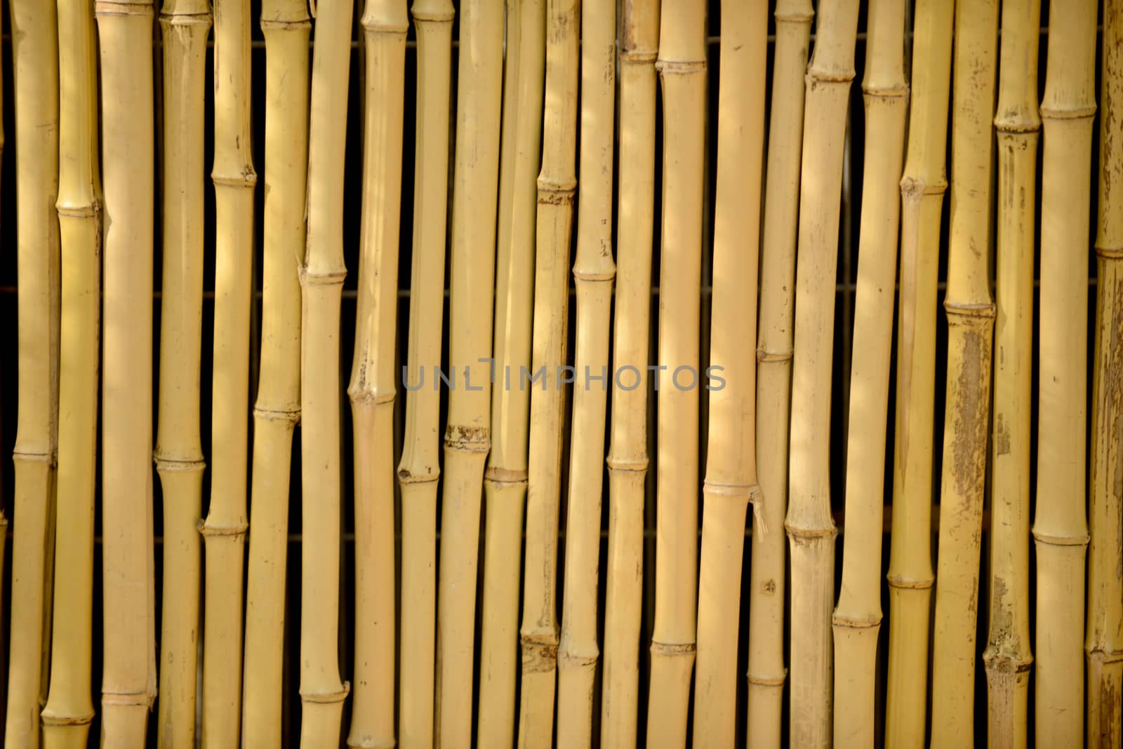 natural bamboo background