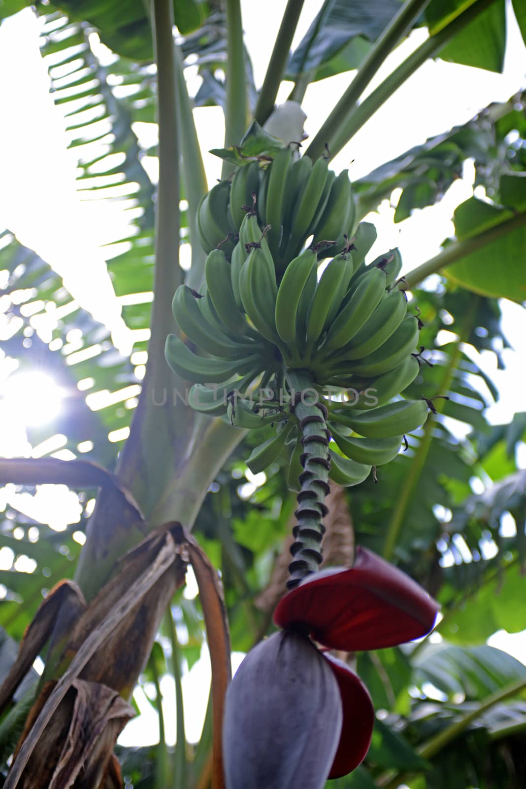 banana tree and sunlight
