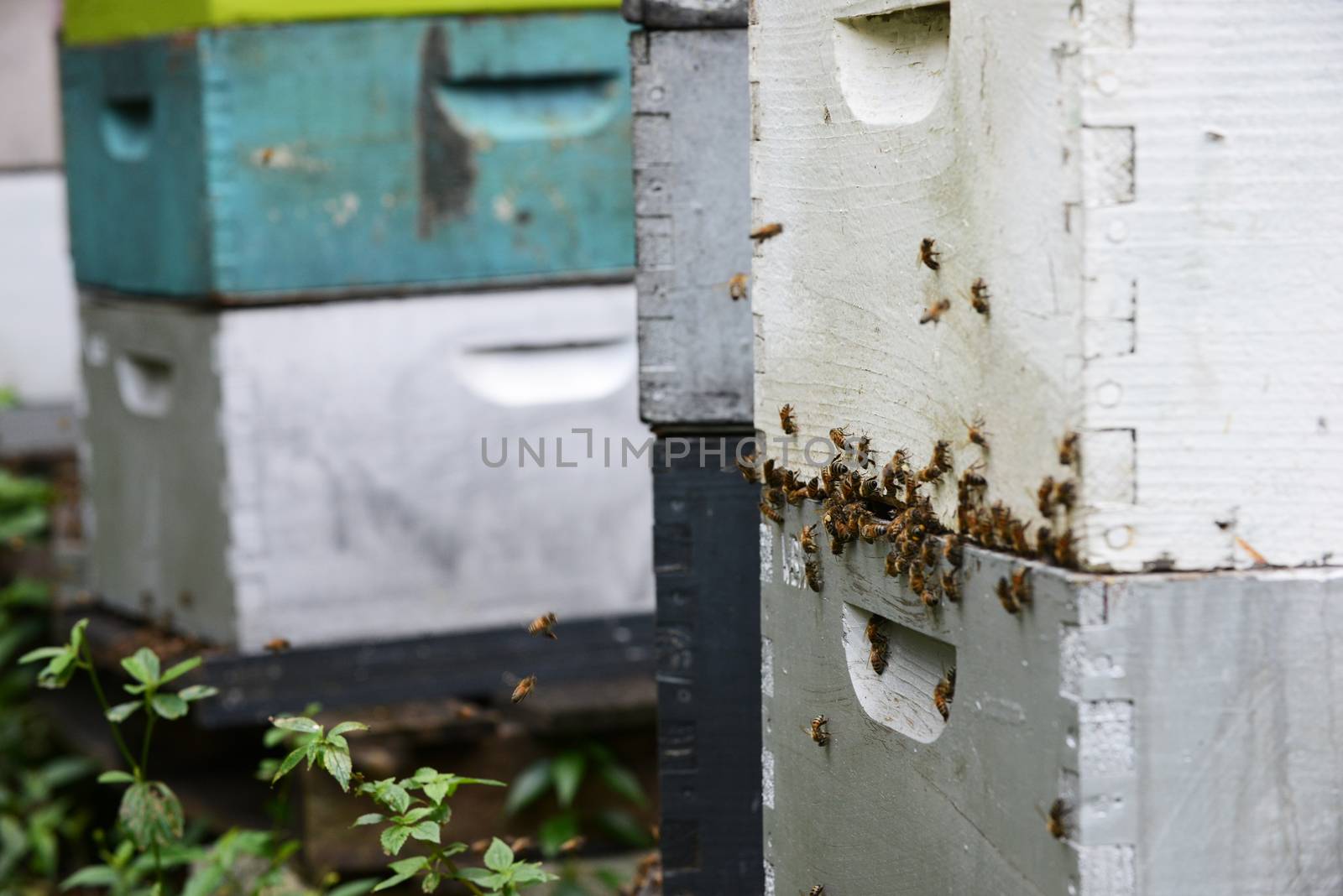 bees flying around hives at aviary