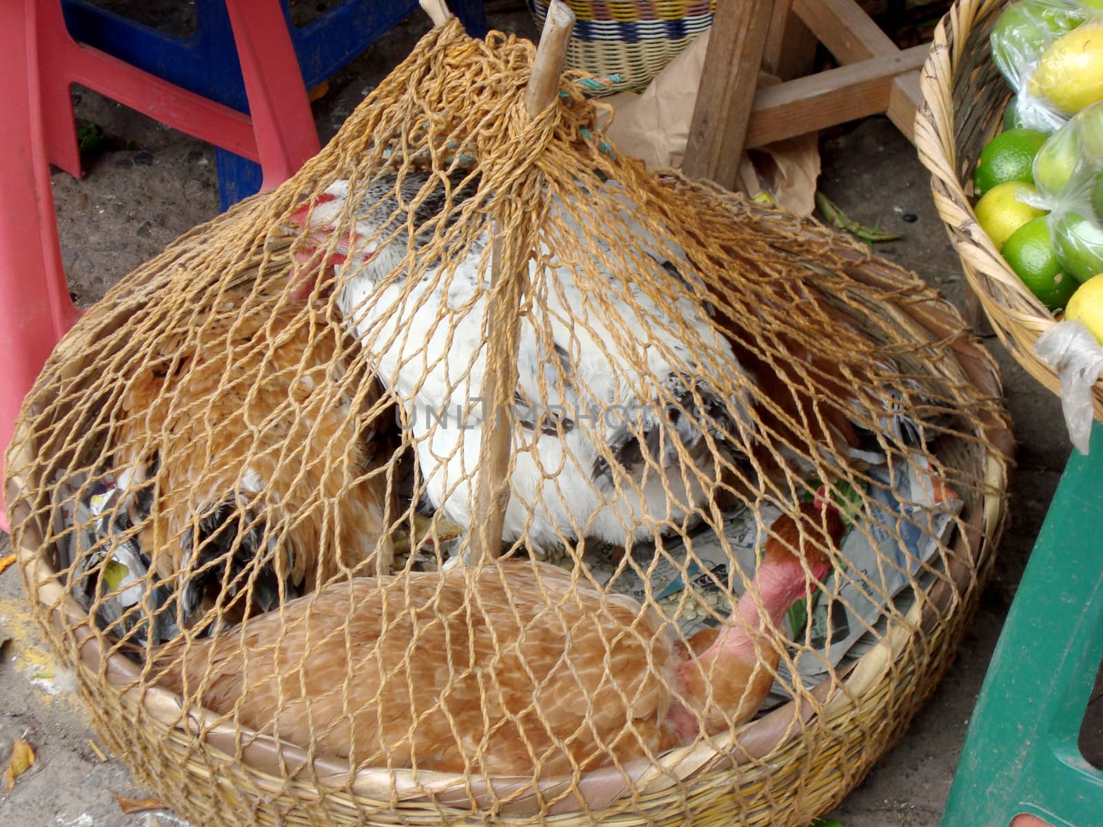 chickens in a basket for sale in a street market
