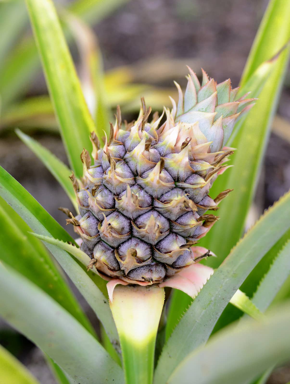 close-up of a pineapple plant growing