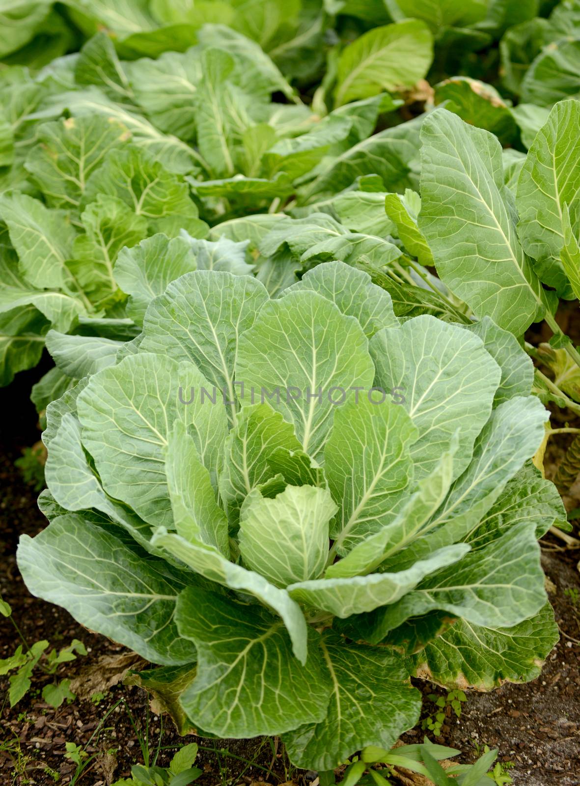 organic collard greens growing in nature
