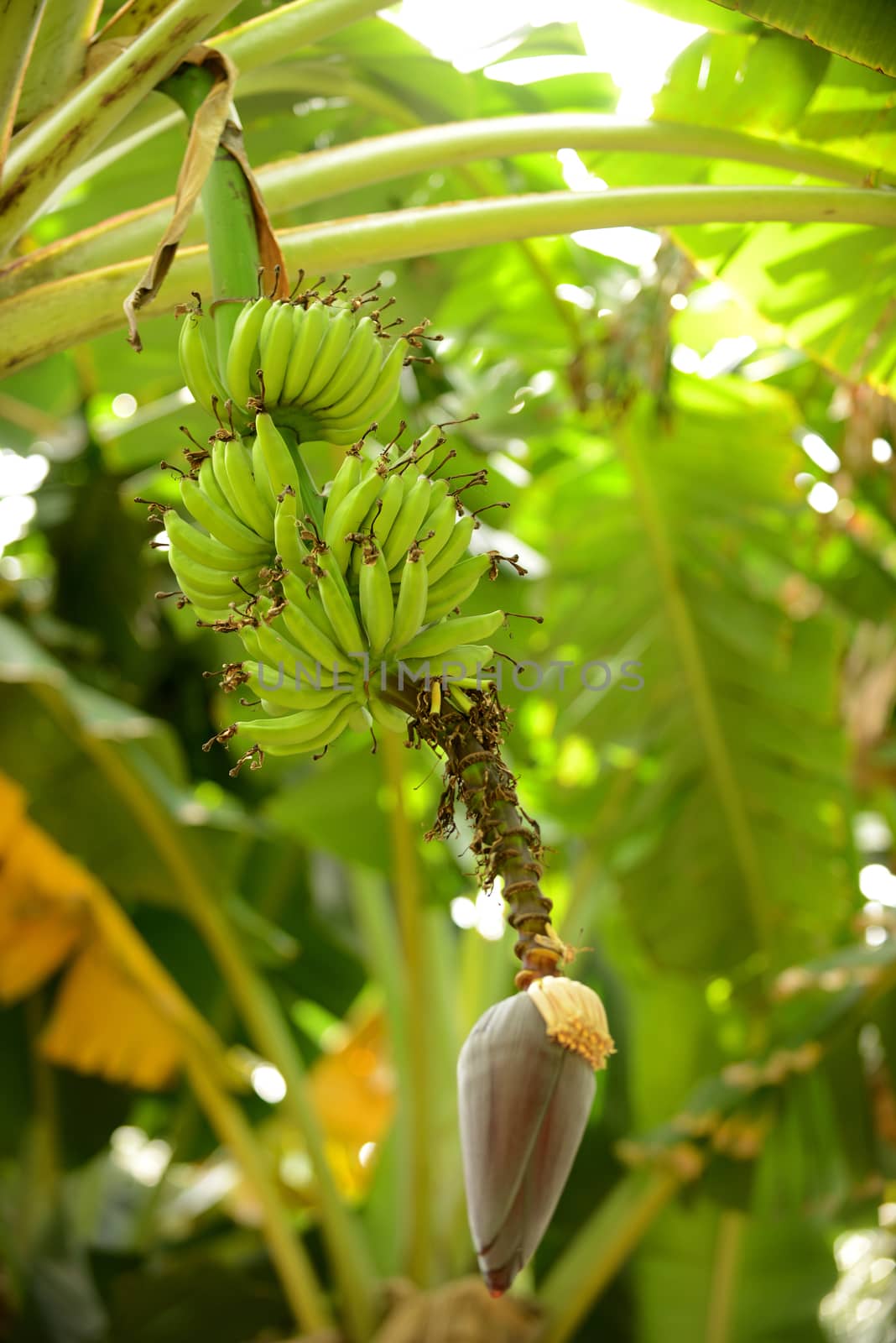 bananas growing on a banana tree by ftlaudgirl