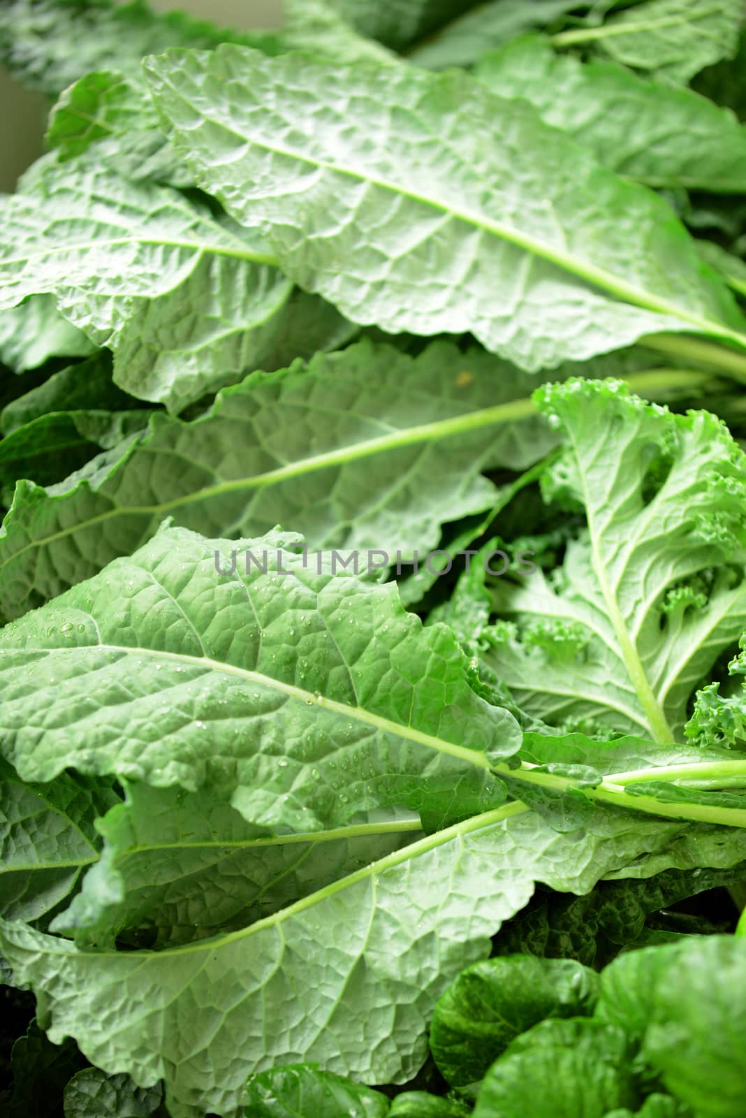 kale at a farmer's market by ftlaudgirl