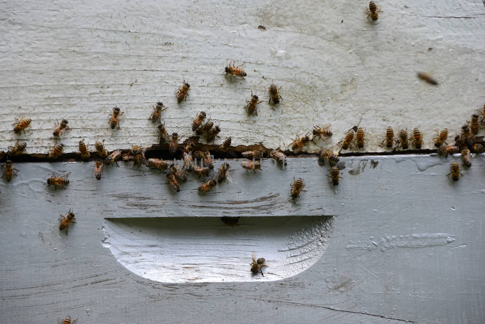 swarm of bees on hive