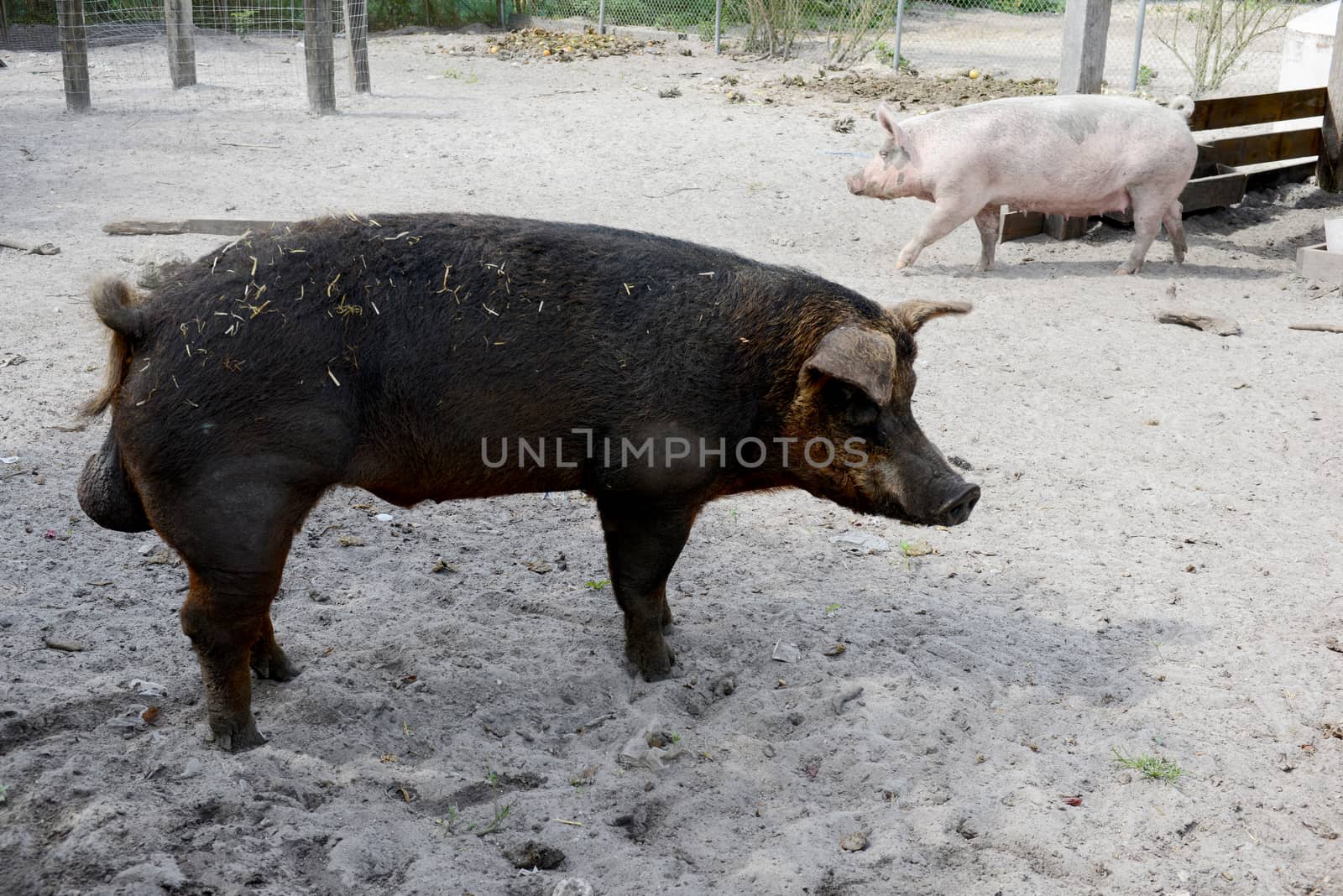 male and female pig on a farm by ftlaudgirl