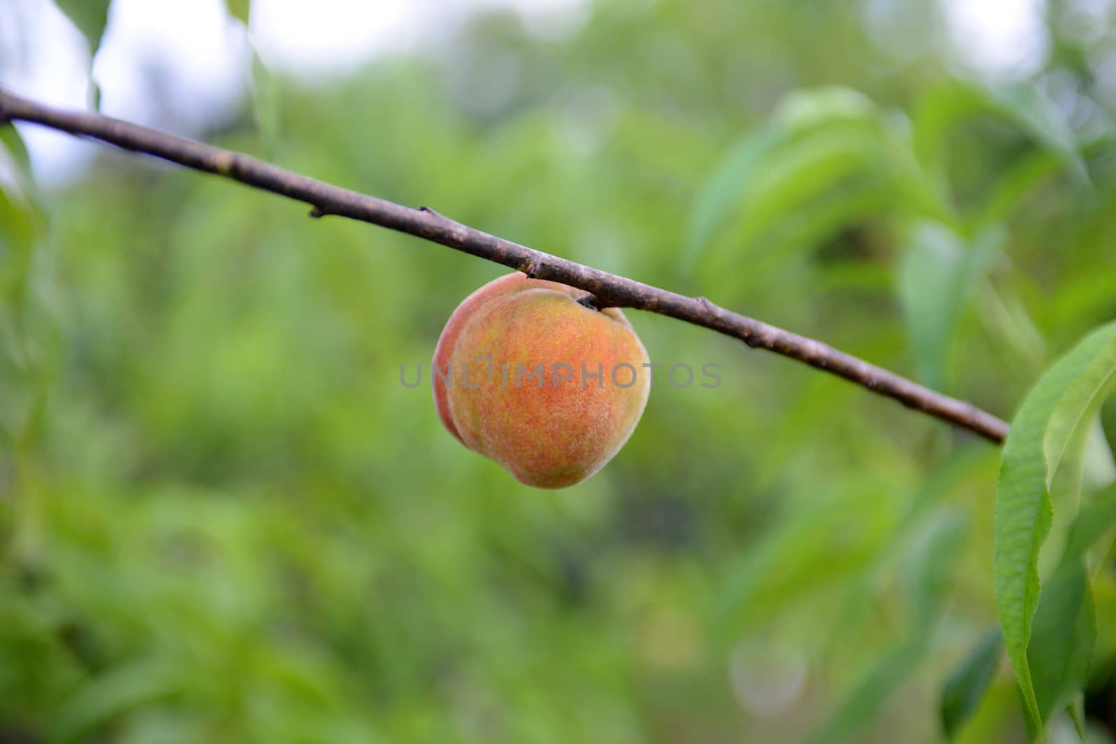 peach on a tree
