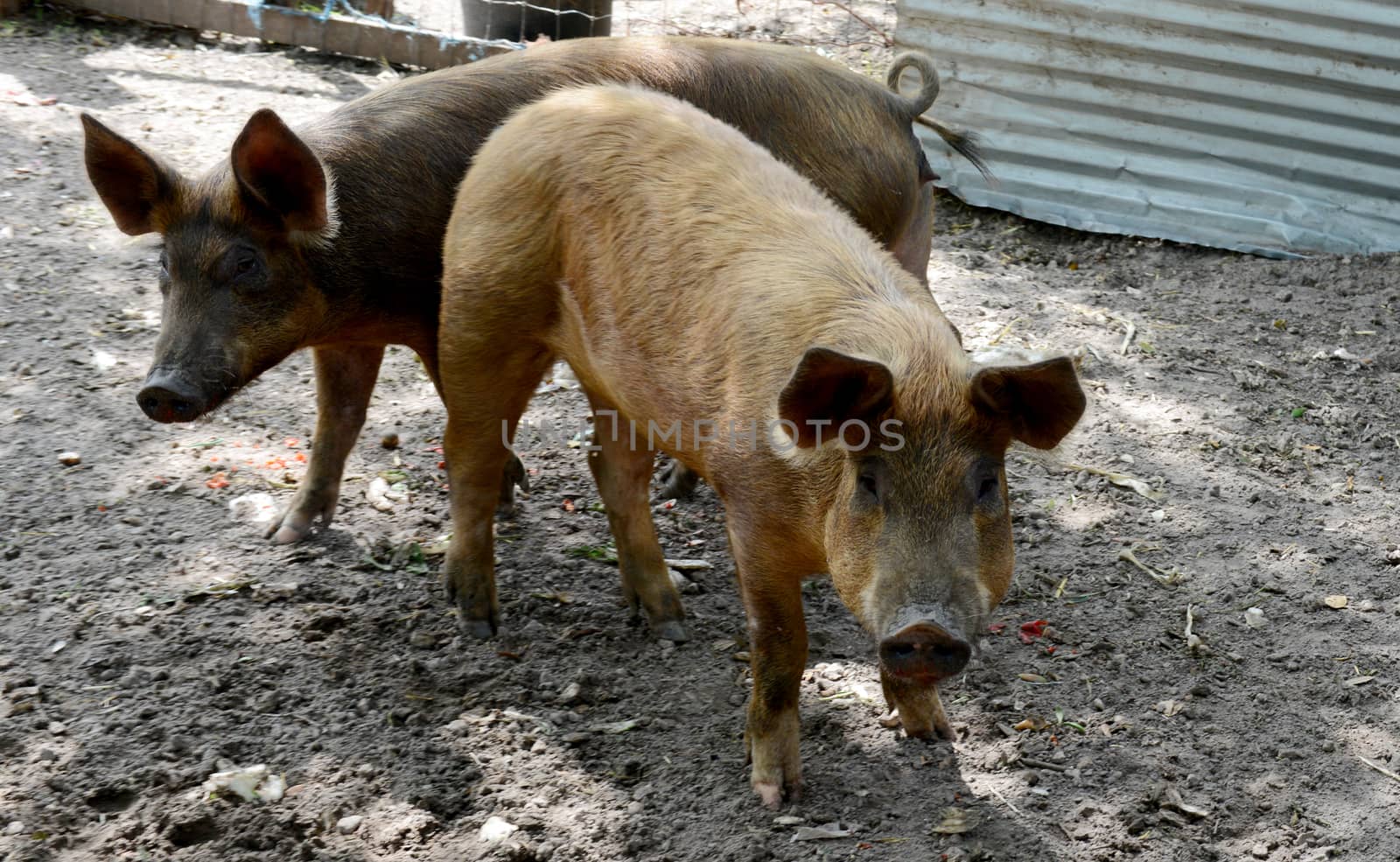 two pigs on a farm playing in dirt
