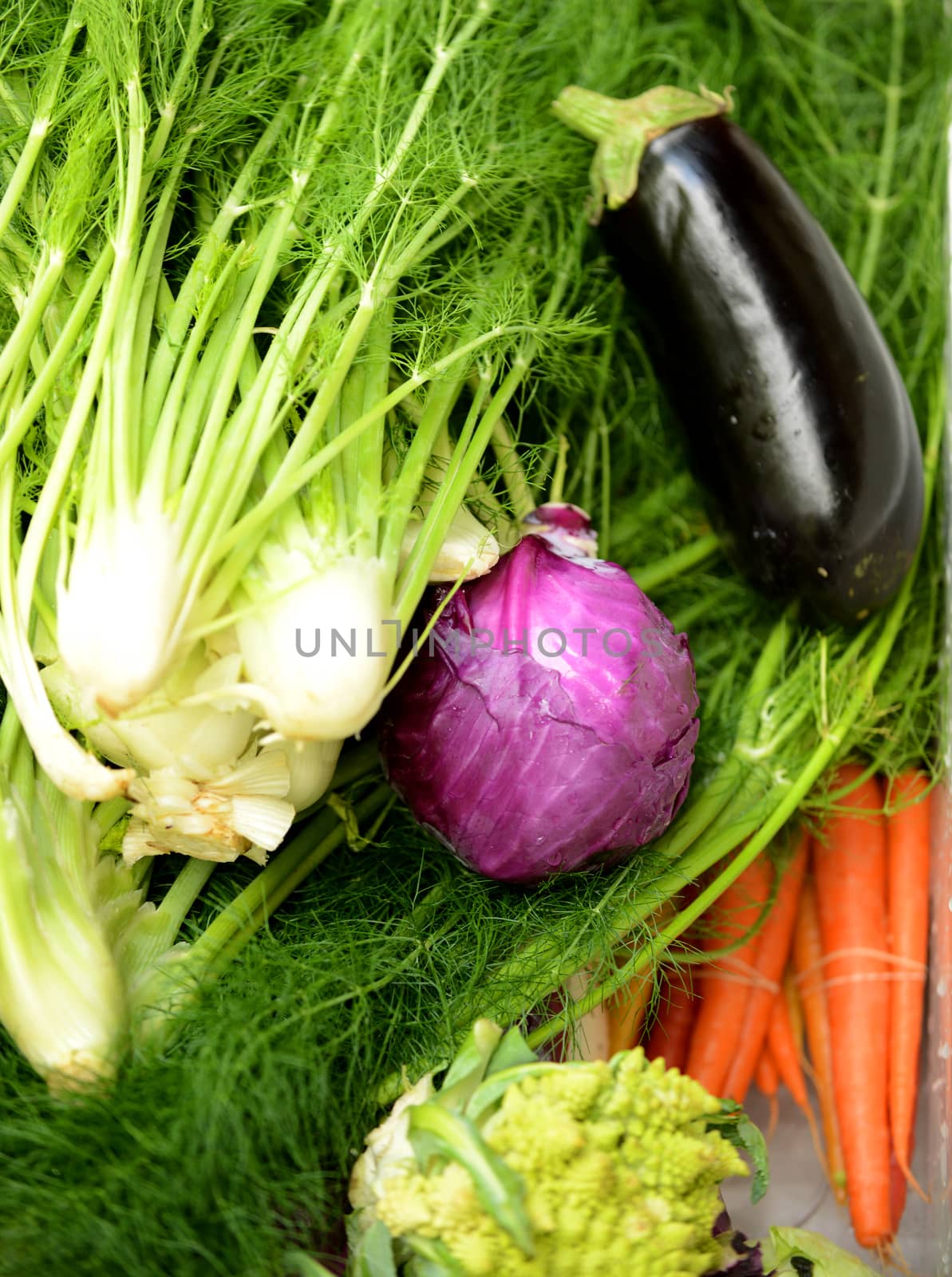 fennel, eggplant and cabbage for sale at a farmer's market
