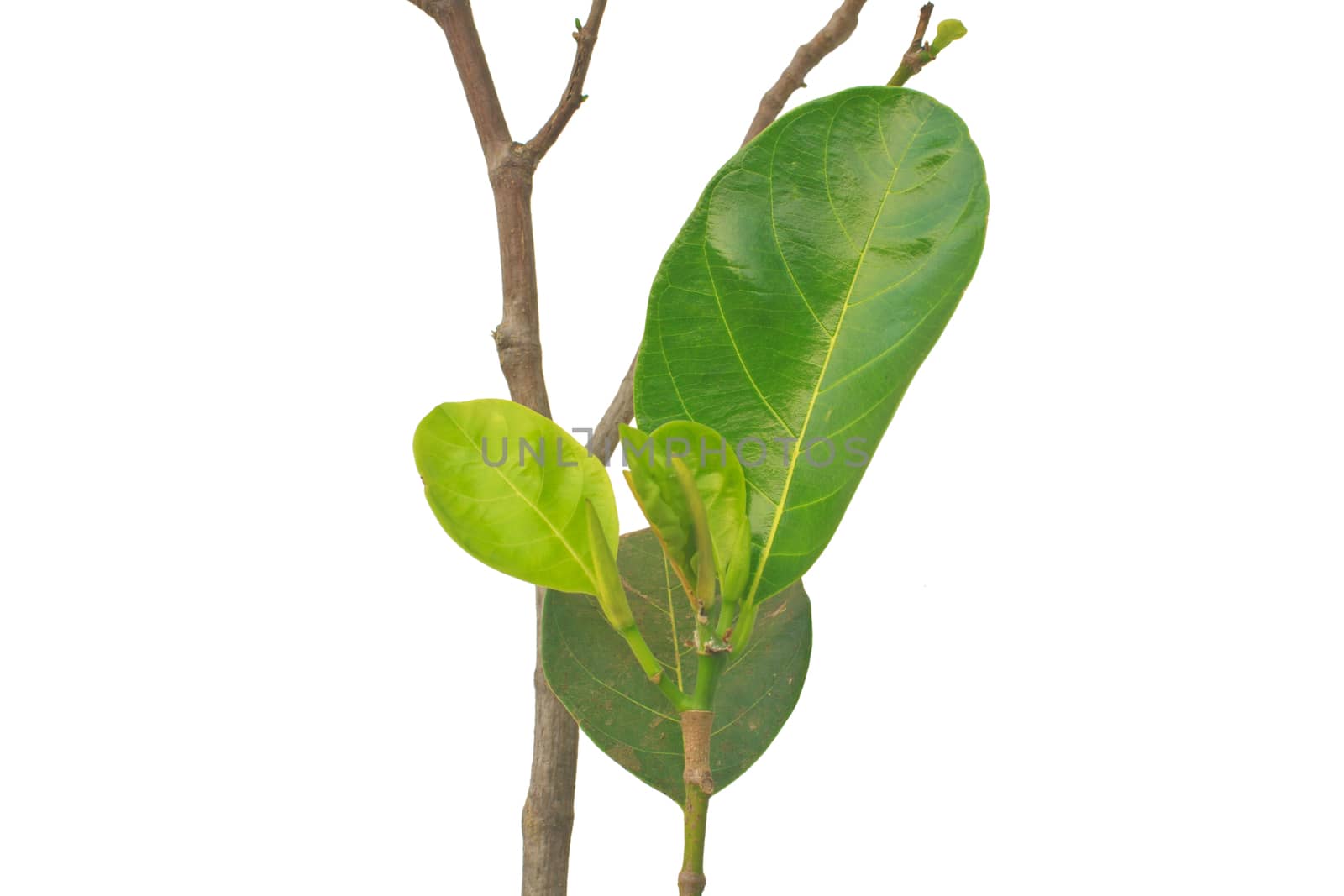 Green leaf jackfruit isolated on white background