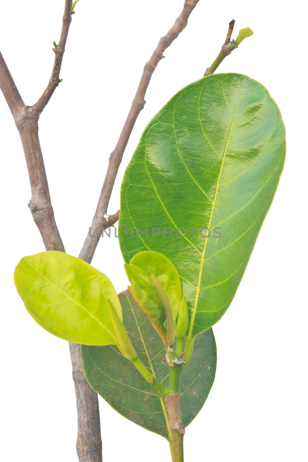 Green leaf jackfruit isolated on white background