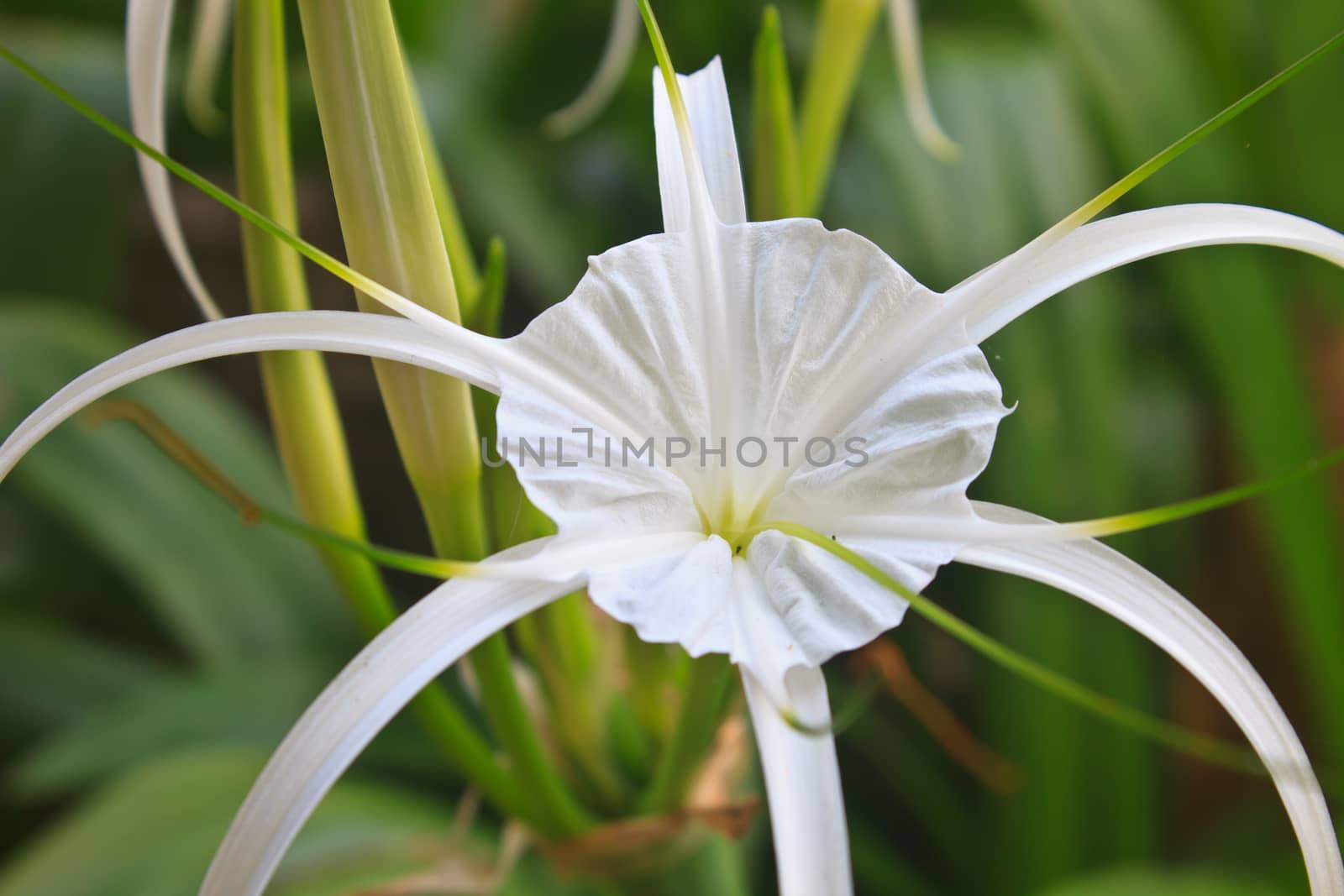 White spider lily flower, Hymenocallis Caribaea in garden