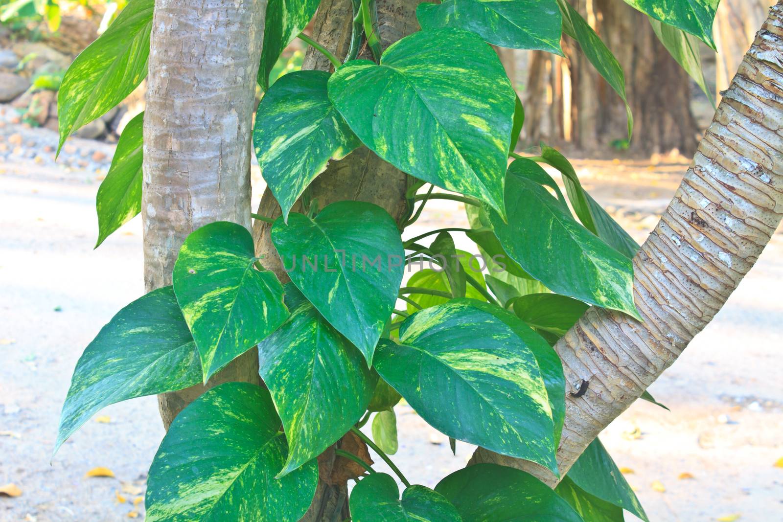 Golden Pothos Plant,  epipremnum scindapsus on tree