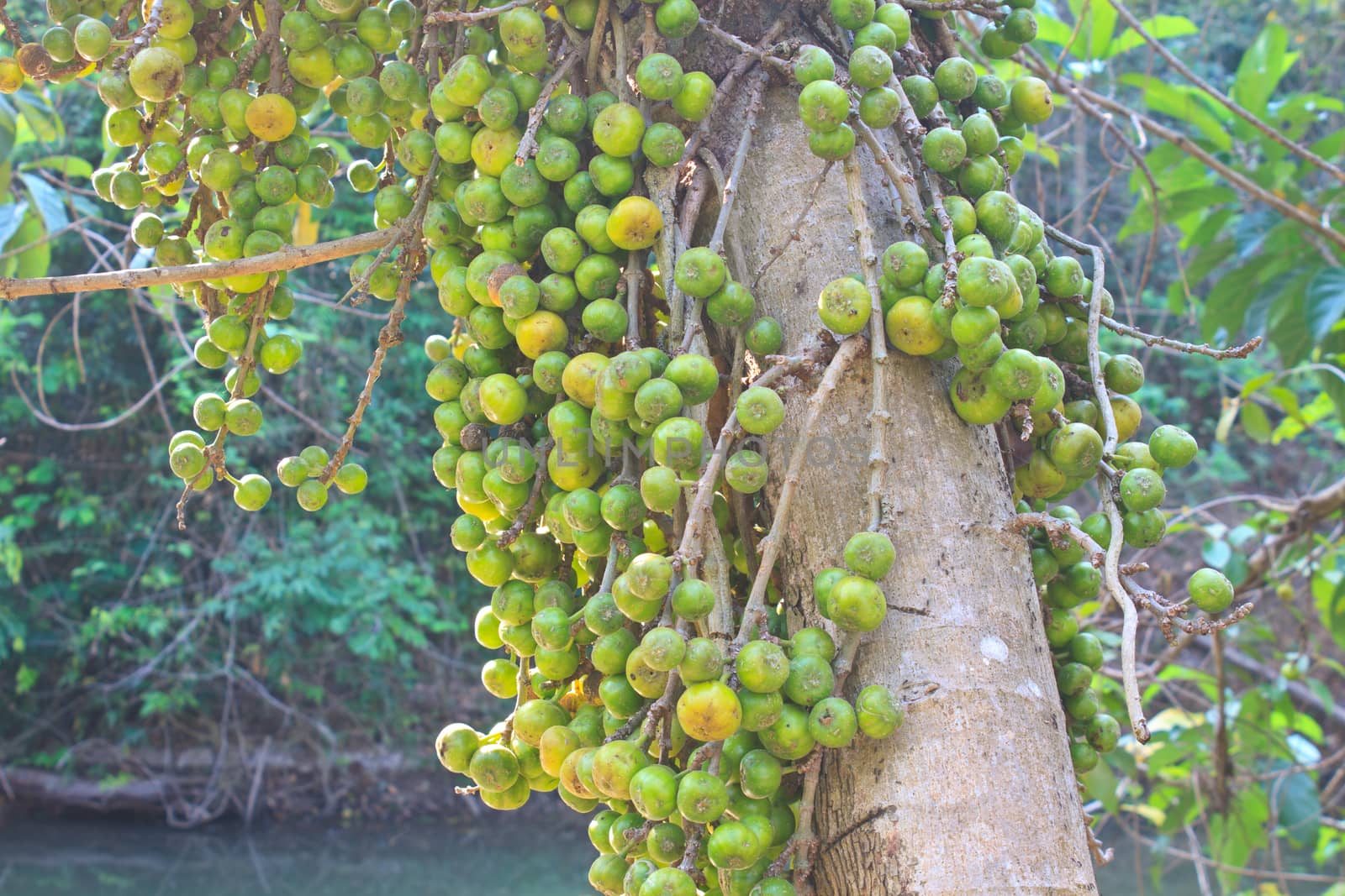 Fruits figs on the tree, Ficus carica