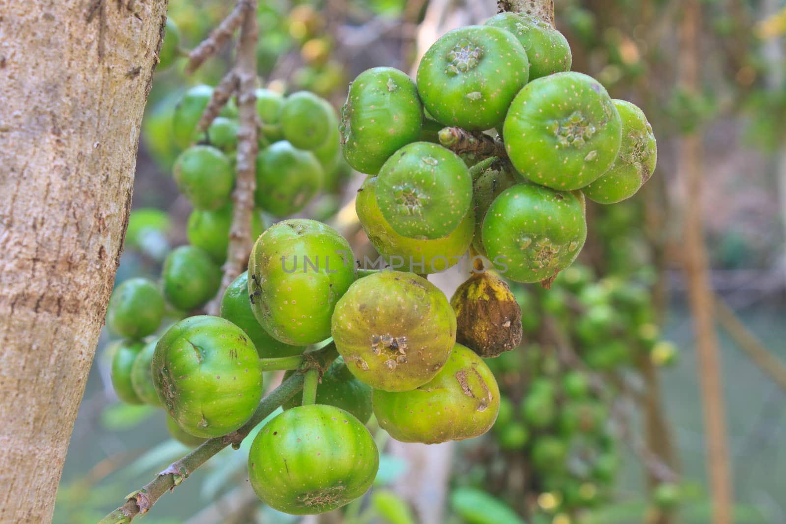 Fruits figs on the tree, Ficus carica