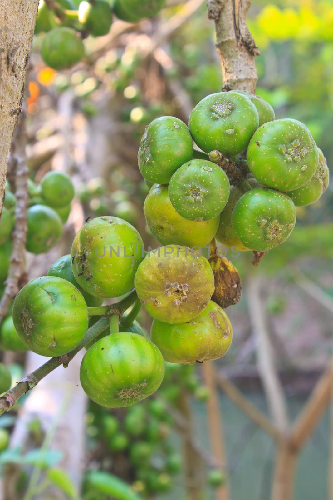 Fruits figs on the tree, Ficus carica