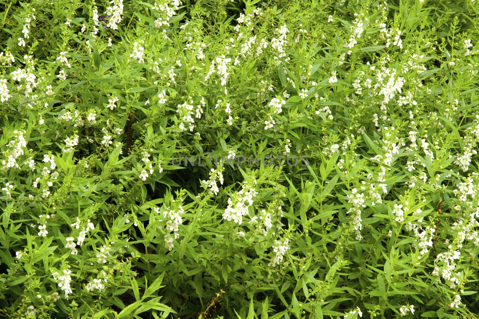 small white flowers in the garden ,shallow focus