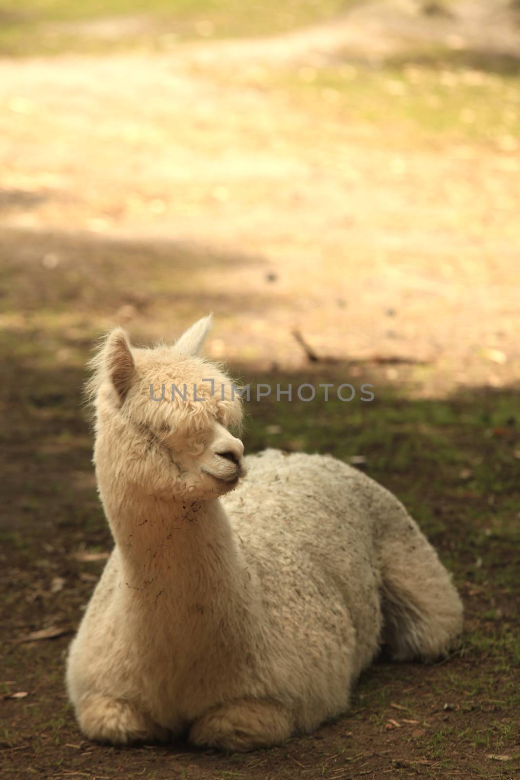 Alpaca Resting in a Petting Zoo Outdoors