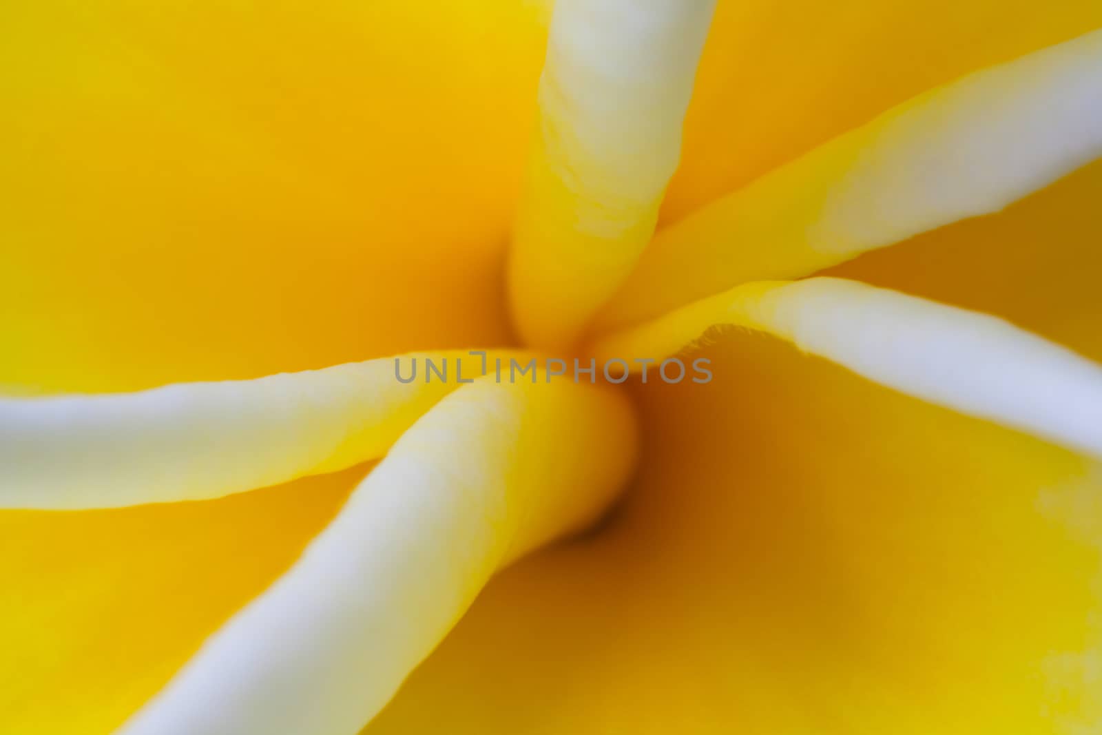 Macro image of a Frangipani flower