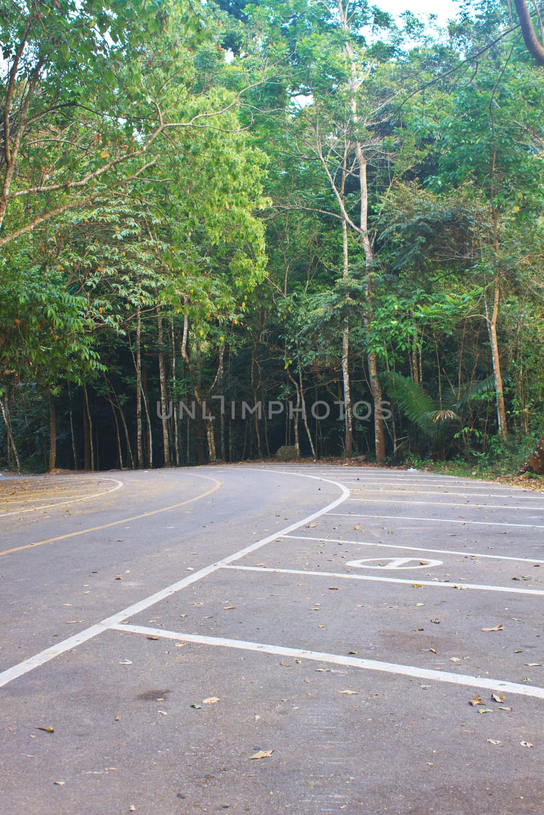 Road in a green forest, national park  