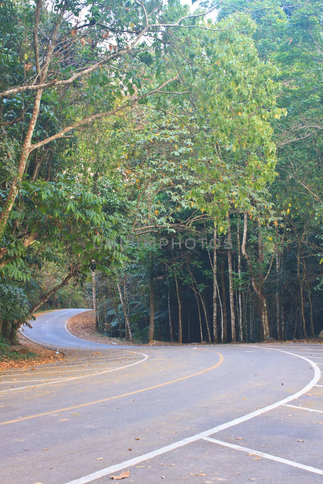 Road in a green forest, national park  