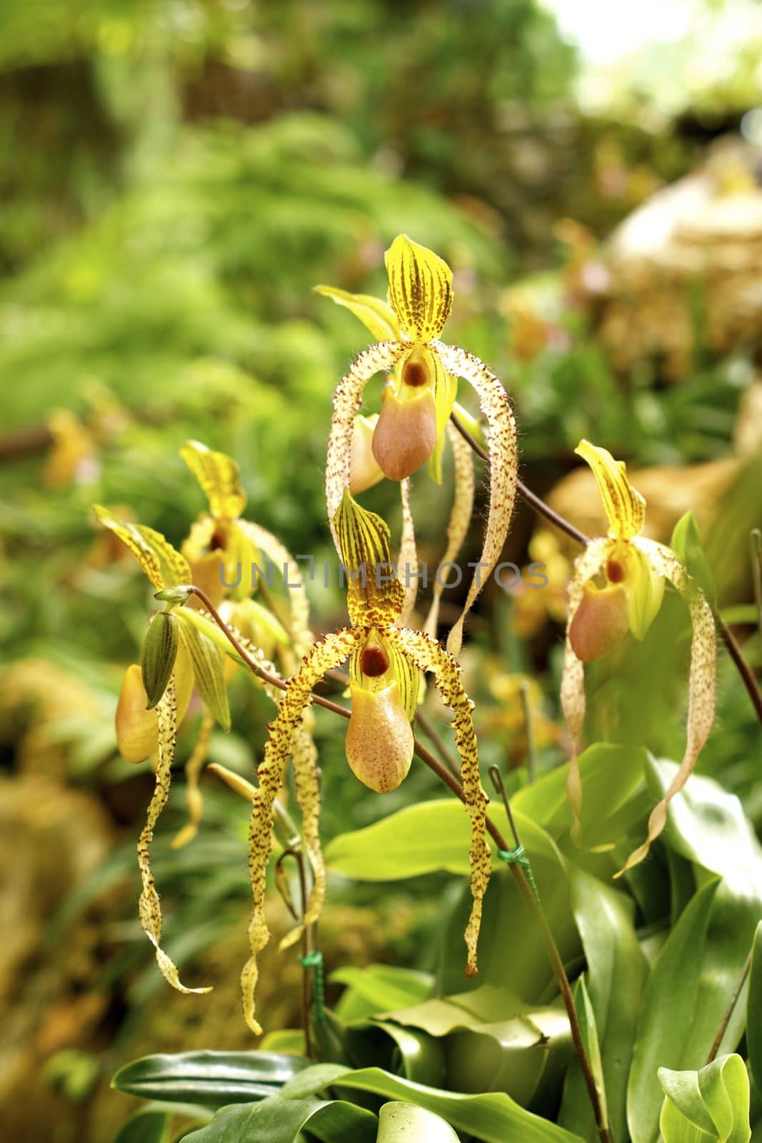 one kind of lady slipper orchid in tropical rain forest,Chiangrai,Thailand