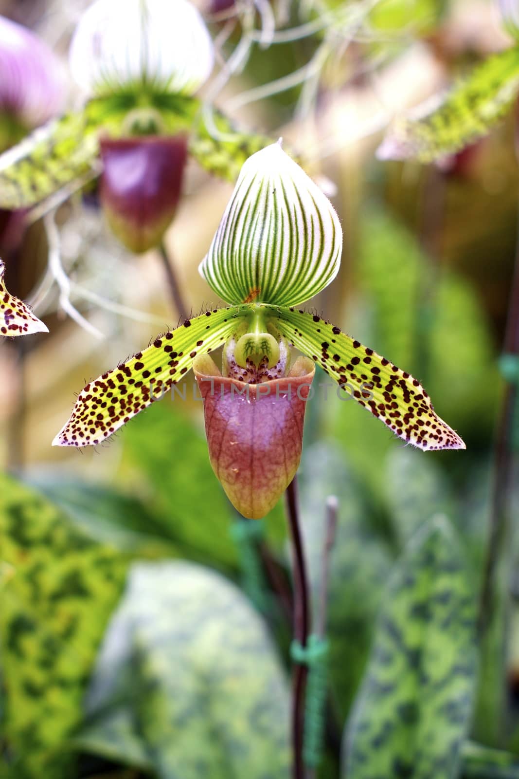 one kind of lady slipper orchid in tropical rain forest,Chiangrai,Thailand