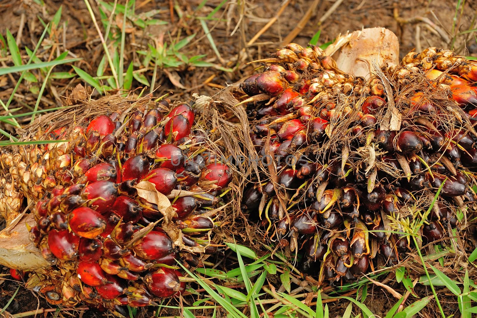 fresh palm oil fruit in palm garden