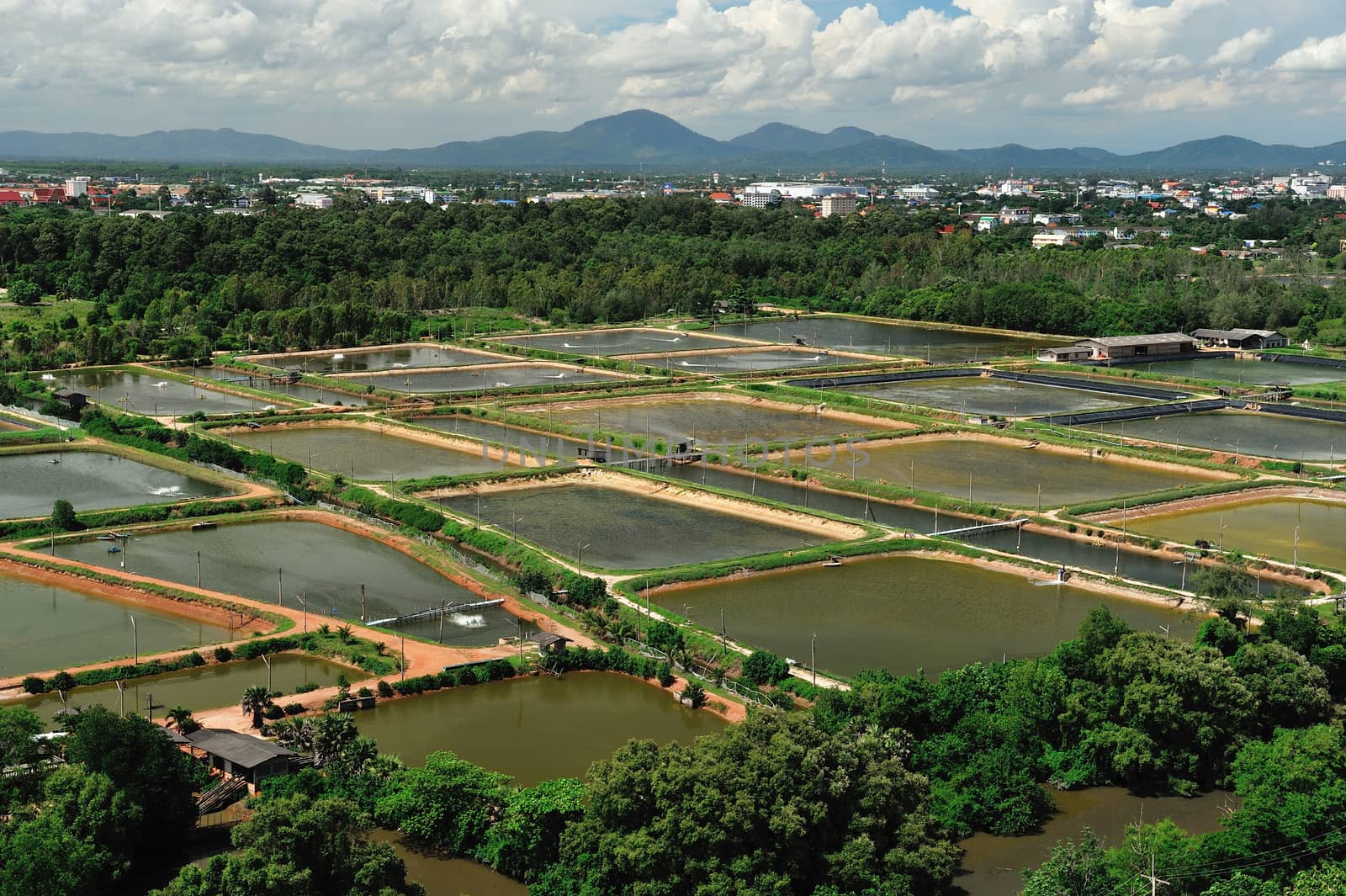 The Shrimp farming in thailand from aerial view. by think4photop