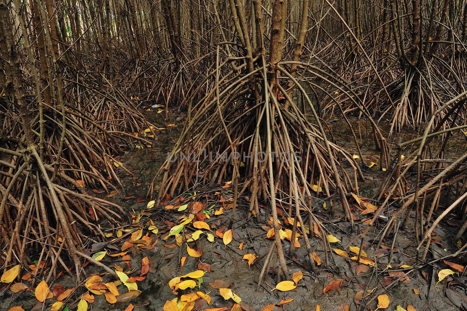 Mangrove Forest in Thailand by think4photop