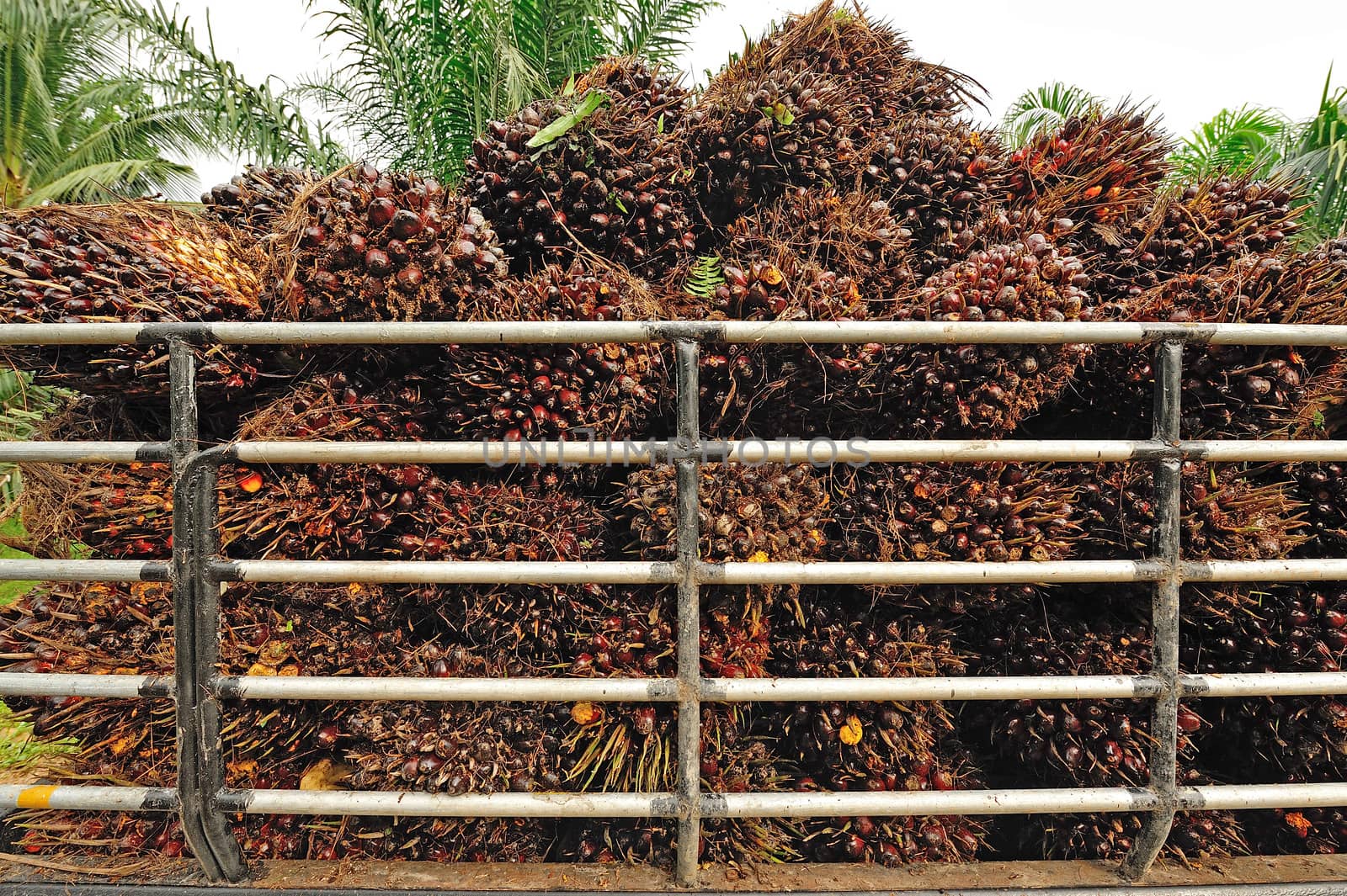 fresh palm oil fruit from truck. by think4photop