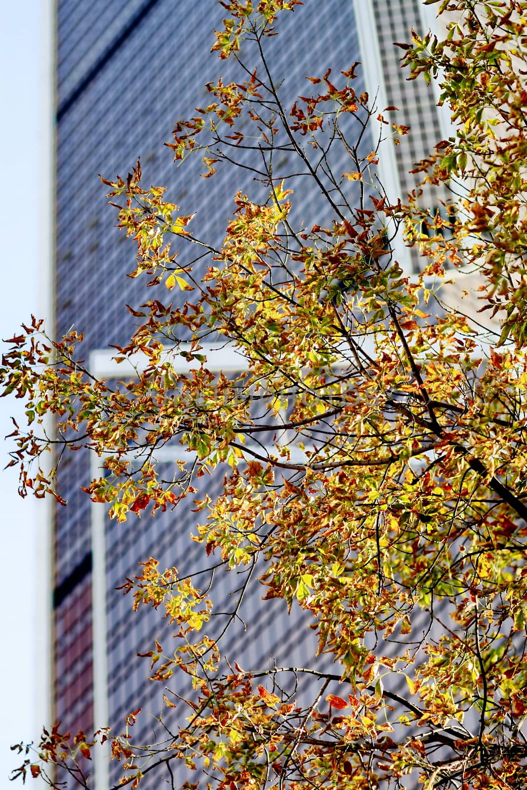 tree against the background of the house