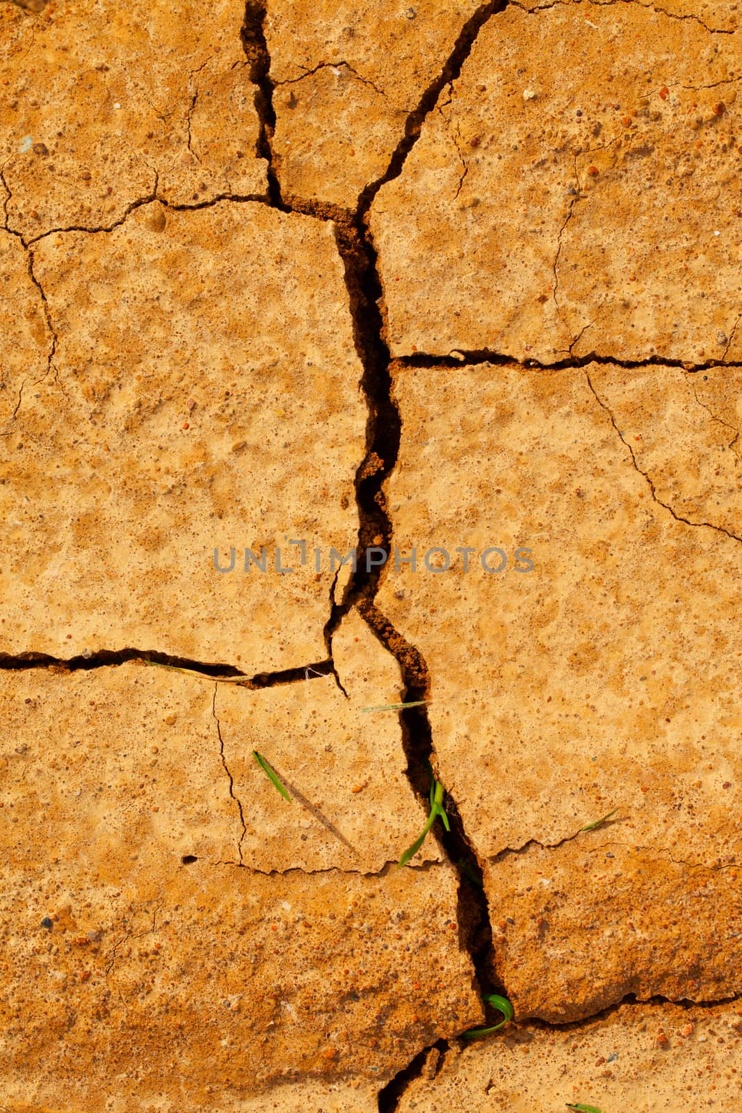 Furrows in the ground, with grass blades growing up