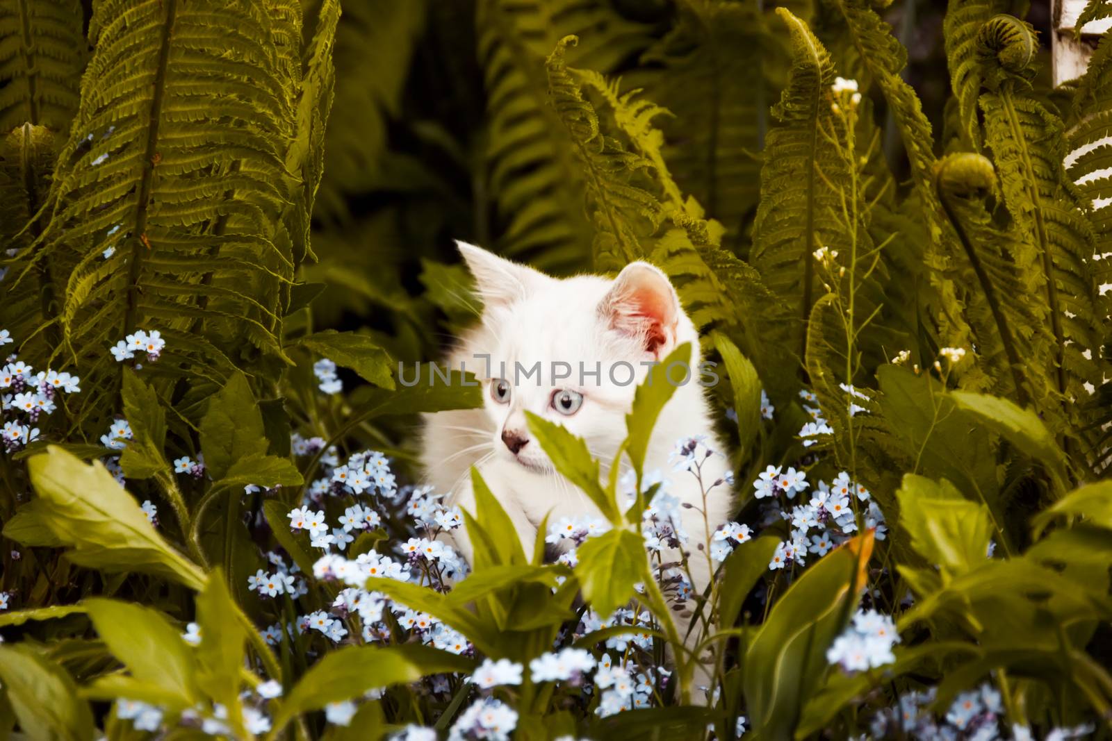 the kitten to smell the flowers