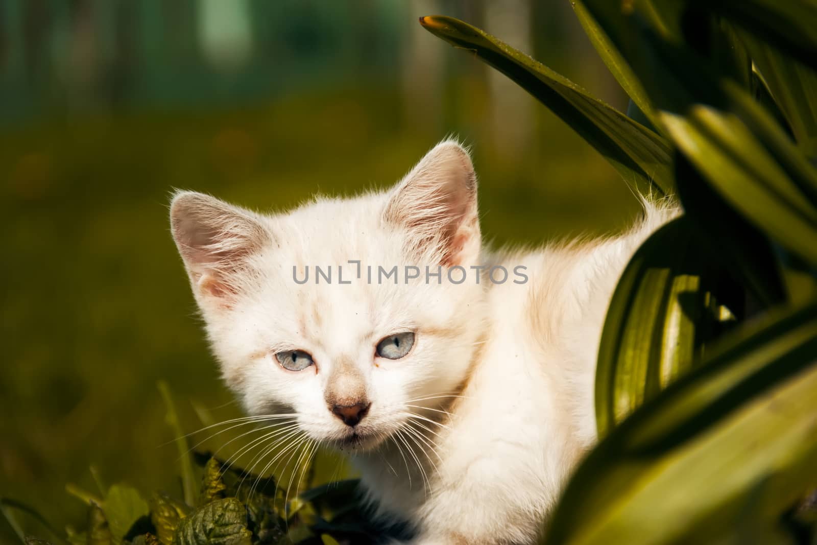 kitty examines green grass