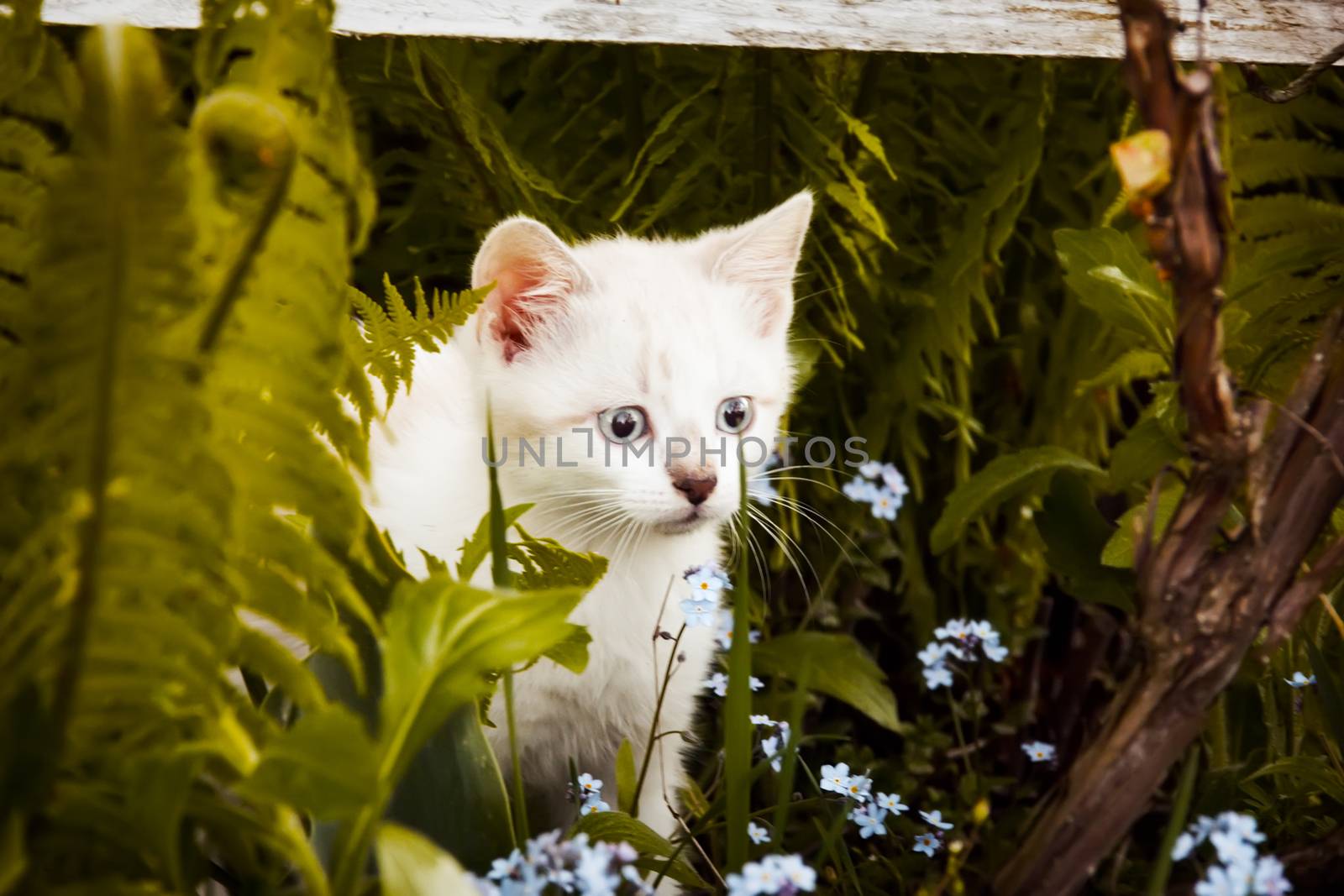 the kitten to smell the flowers