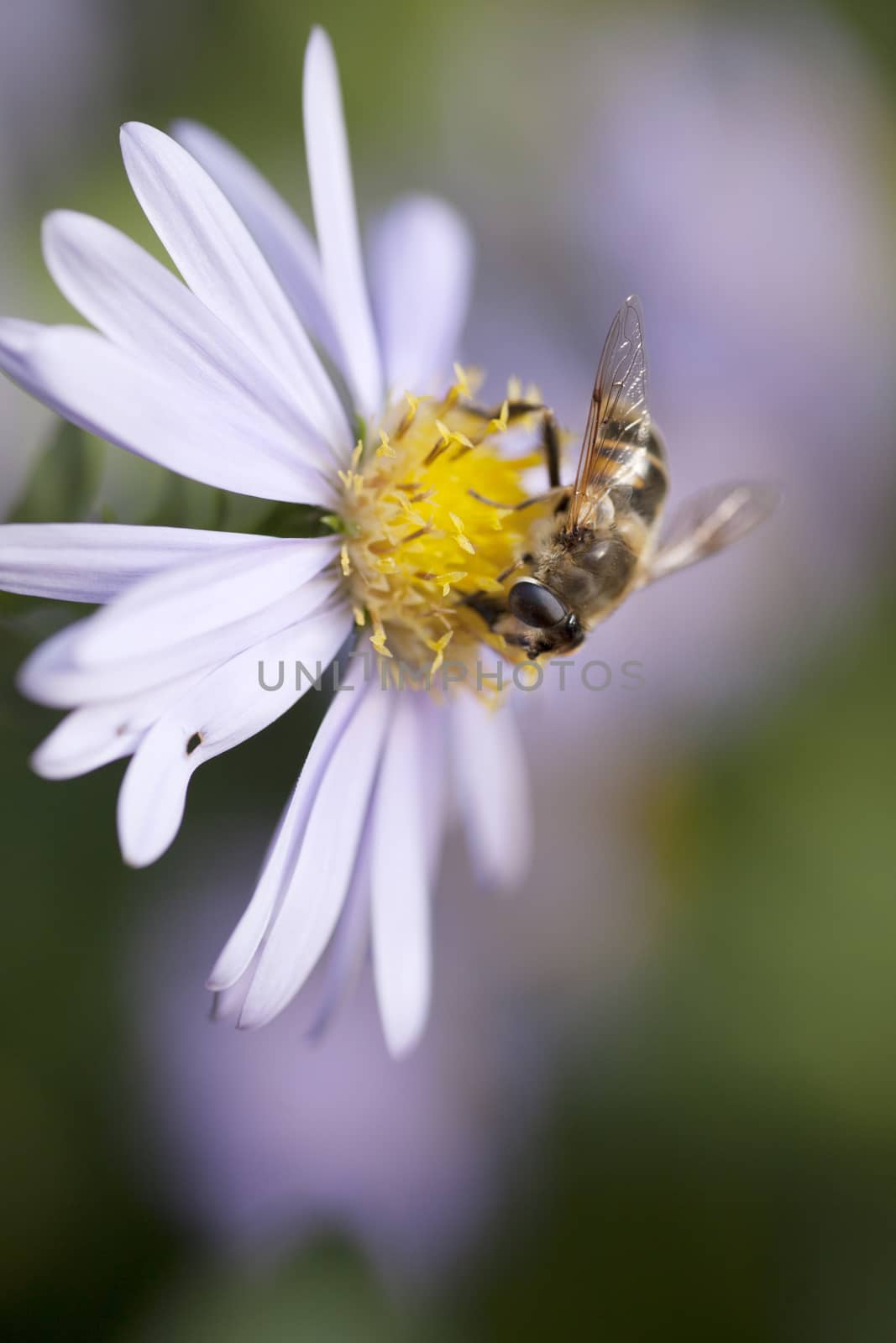 bee on aster with yellow heart by ahavelaar